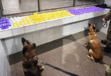 Cães farejadores da CIPE Chapada apreendem drogas durante Operação Carnaval em Itaberaba Cães farejadores da CIPE Chapada apreendem drogas durante Operação Carnaval em Itaberaba