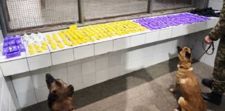 Cães farejadores da CIPE Chapada apreendem drogas durante Operação Carnaval em Itaberaba Cães farejadores da CIPE Chapada apreendem drogas durante Operação Carnaval em Itaberaba