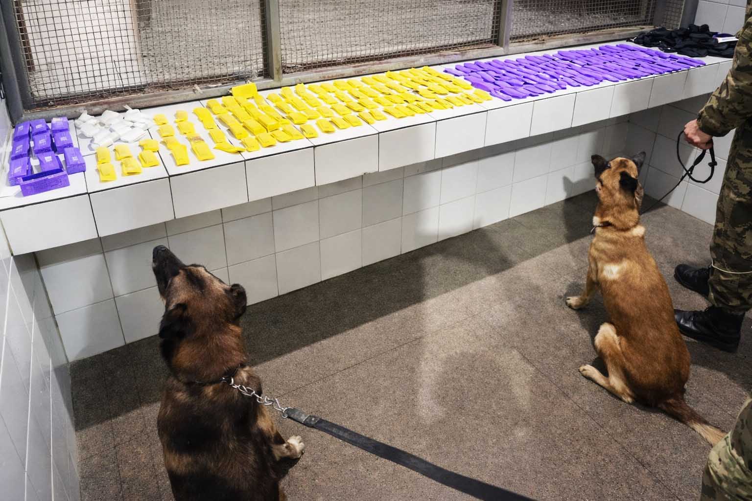 Cães farejadores da CIPE Chapada apreendem drogas durante Operação Carnaval em Itaberaba