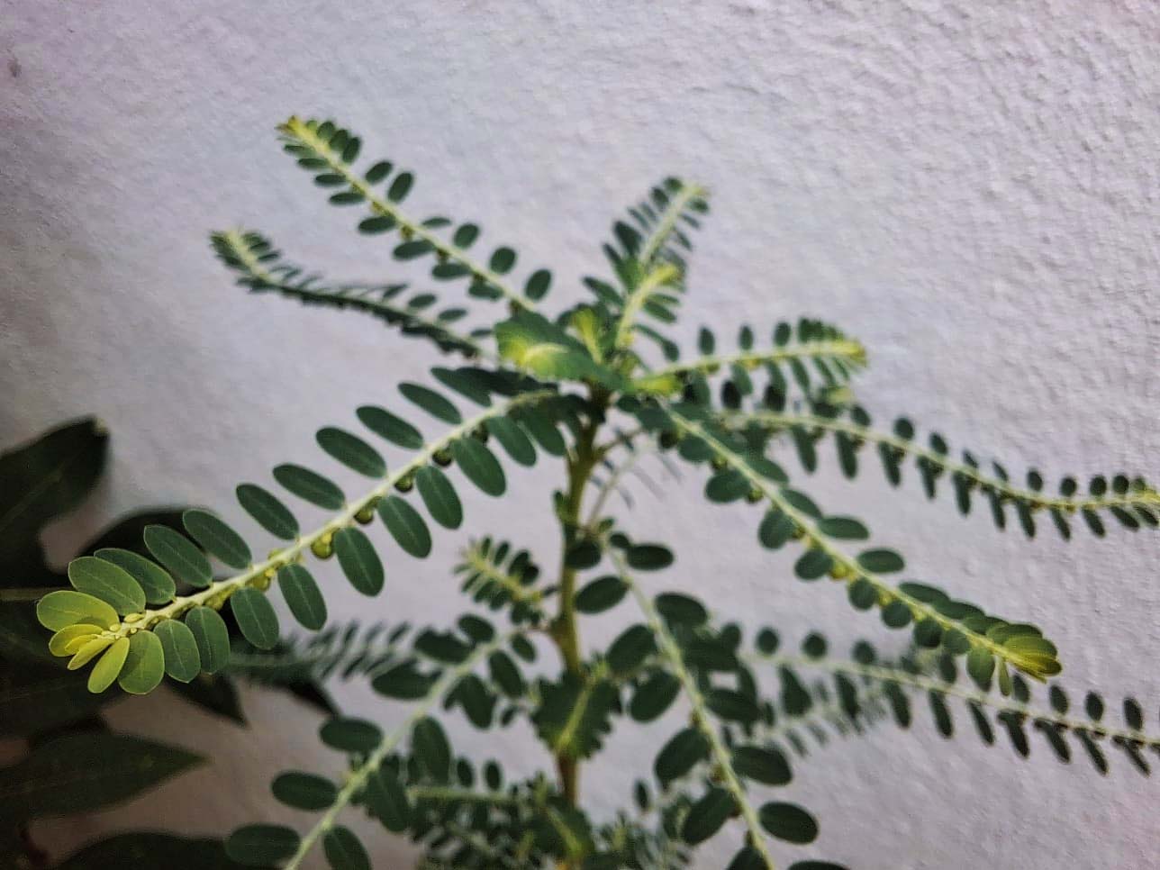 planta medicinal quebra-pedra (Phyllanthus niruri)