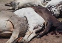 12 bois morrem após queda de rede elétrica durante chuvas em Iaçu