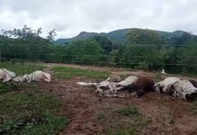 Mais de 10 bois morrem eletrocutados após encostarem em fiação na Zona Rural de Iaçu Mais de 10 bois morrem eletrocutados após encostarem em fiação na Zona Rural de Iaçu