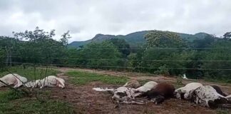 Mais de 10 bois morrem eletrocutados após encostarem em fiação na Zona Rural de Iaçu Mais de 10 bois morrem eletrocutados após encostarem em fiação na Zona Rural de Iaçu