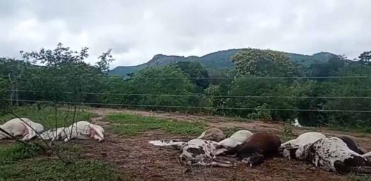 Mais de 10 bois morrem eletrocutados após encostarem em fiação na Zona Rural de Iaçu Mais de 10 bois morrem eletrocutados após encostarem em fiação na Zona Rural de Iaçu