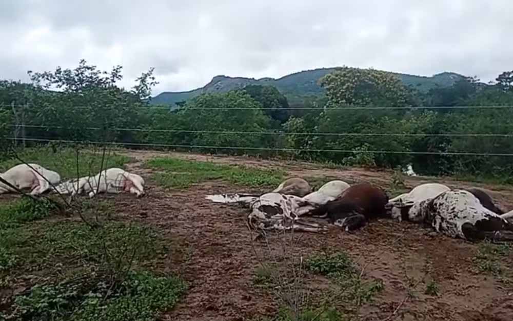 Mais de 10 bois morrem eletrocutados após encostarem em fiação na Zona Rural de Iaçu