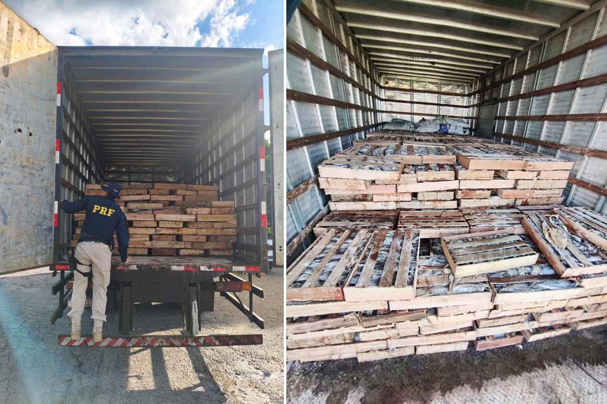PRF apreende 9 toneladas de peixe transportado de forma irregular na BR-116, em Milagres