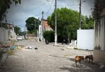 Moradores denunciam abandono e presença de cães soltos no bairro URBIS, em Itaberaba Moradores denunciam abandono e presença de cães soltos no bairro URBIS, em Itaberaba