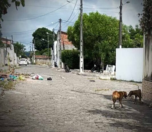 Moradores denunciam abandono e presença de cães soltos no bairro URBIS, em Itaberaba Moradores denunciam abandono e presença de cães soltos no bairro URBIS, em Itaberaba