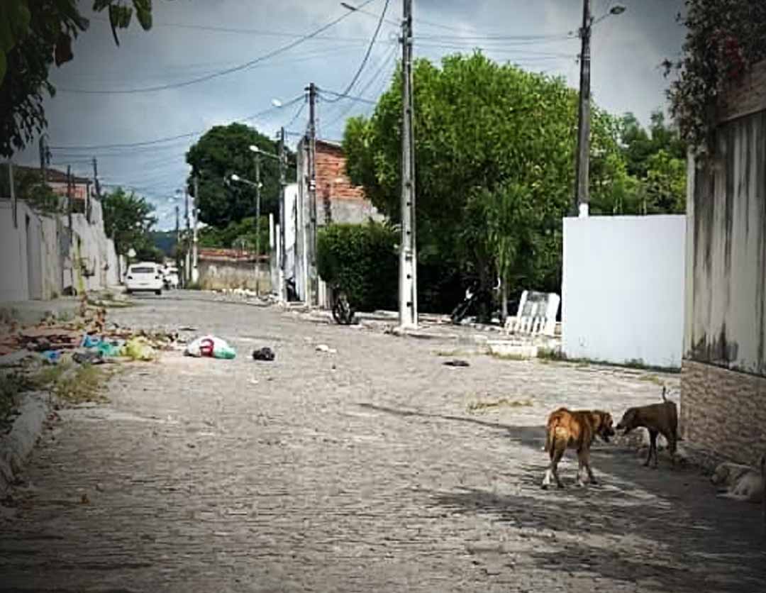 Moradores denunciam abandono e presença de cães soltos no bairro URBIS, em Itaberaba