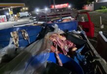 Quase uma tonelada de carne clandestina é apreendida no interior da Bahia Quase uma tonelada de carne clandestina é apreendida no interior da Bahia
