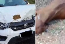 Filho de Neto Araújo sofre acidente a caminho do velório do pai Filho de Neto Araújo sofre acidente a caminho do velório do pai
