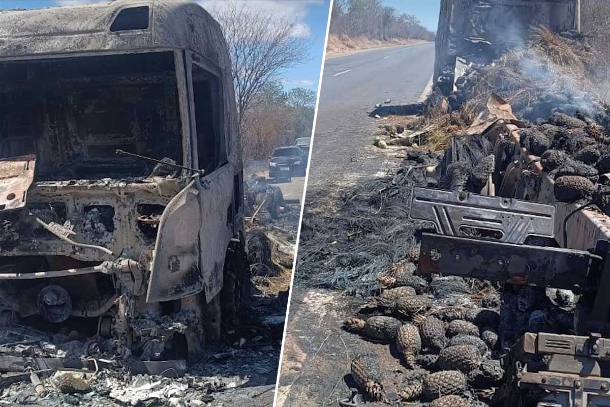 Carreta carregada de abacaxis pega fogo na BR-242