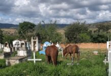 Moradores cobram providências para cemitério no povoado de Ipoeira, em Itaberaba Moradores cobram providências para cemitério no povoado de Ipoeira, em Itaberaba