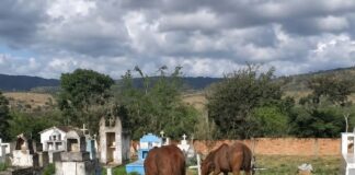 Moradores cobram providências para cemitério no povoado de Ipoeira, em Itaberaba Moradores cobram providências para cemitério no povoado de Ipoeira, em Itaberaba