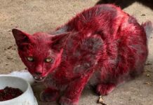 Gata “vermelha” intriga cidade e autoridades fazem alerta para moradores Gata “vermelha” intriga cidade nos EUA e autoridades fazem alerta para moradores
