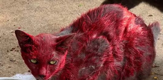 Gata “vermelha” intriga cidade e autoridades fazem alerta para moradores Gata “vermelha” intriga cidade nos EUA e autoridades fazem alerta para moradores