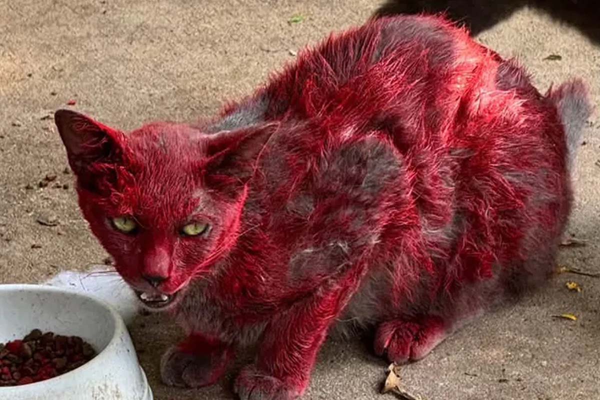 Gata “vermelha” intriga cidade nos EUA e autoridades fazem alerta para moradores