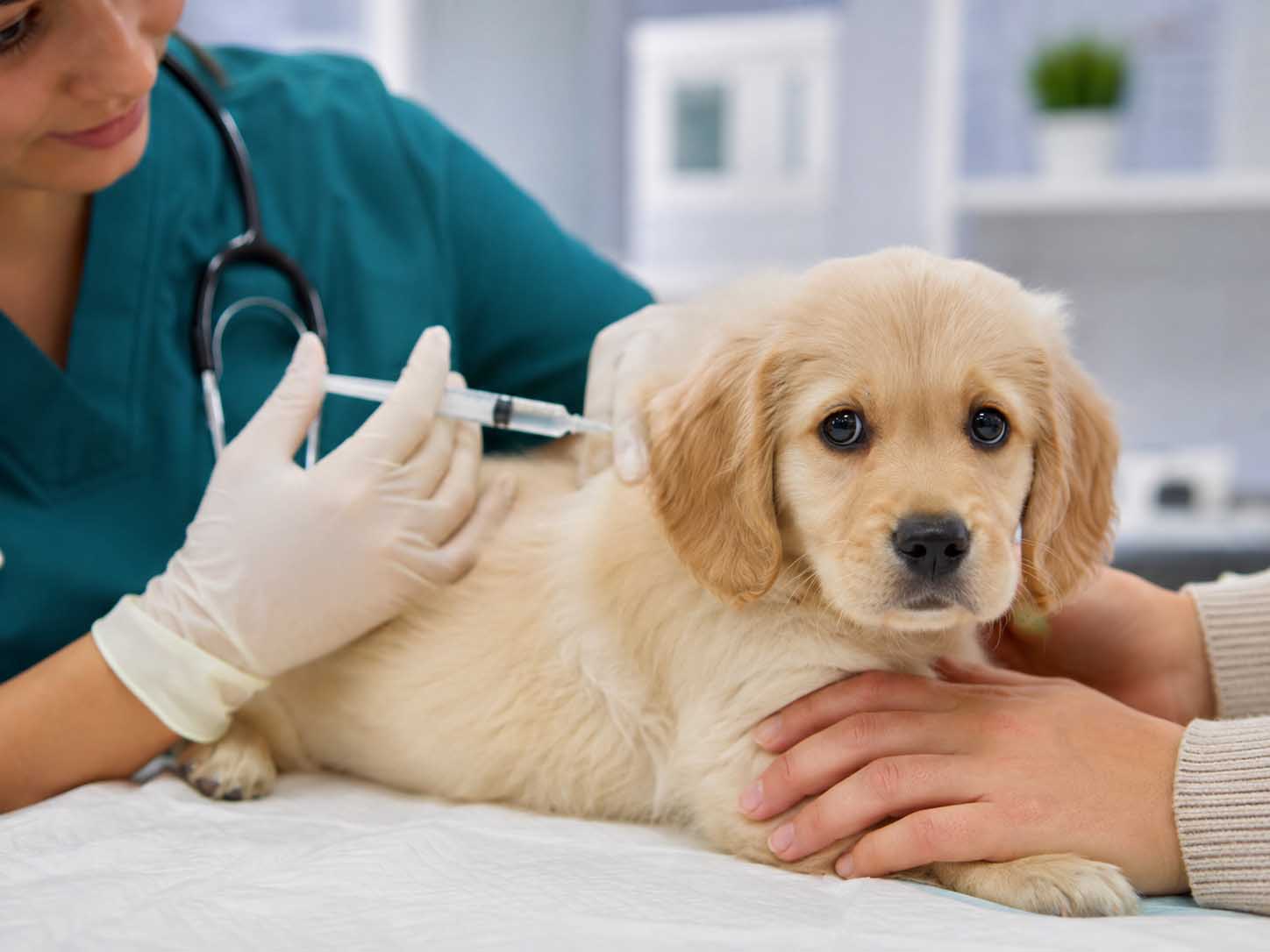 Vacinação antirrábica para cães e gatos segue até quarta-feira na zona rural de Itaberaba
