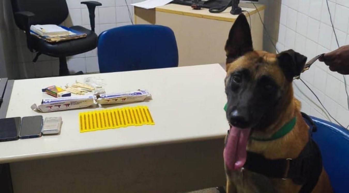 Cão farejador encontra maconha e outros materiais em bagagem de passageiro em Itaberaba