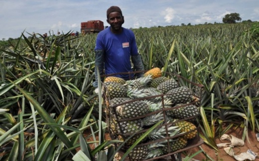 Produção de abacaxi cai 70% em Itaberaba
