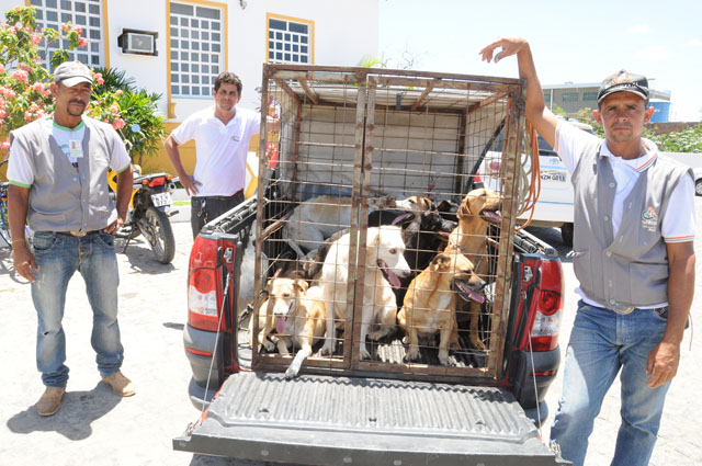 Vigilância em Saúde recolhe animais das ruas de Itaberaba