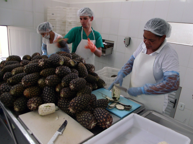 Bahia é o 4º maior produtor de abacaxi do Brasil, Itaberaba é líder no estado