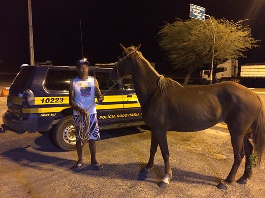 PRFrecolhe animais da BR-242 em risco iminente de acidente em Itaberaba