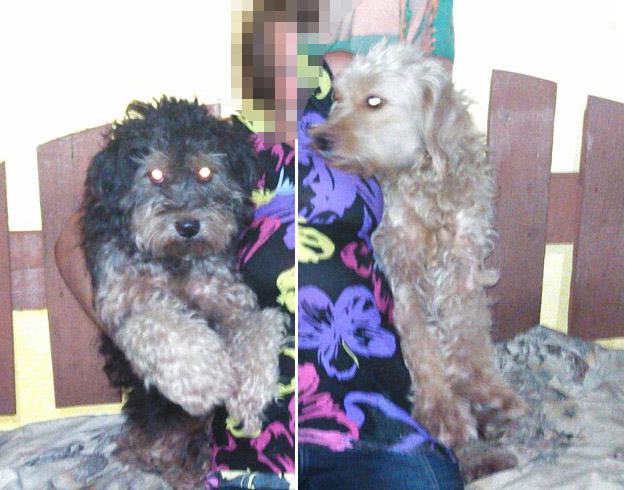 Cães desaparecidos em Itaberaba. Família oferece recompensa por informações