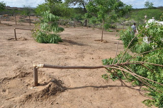 Crime ambiental no Parque Ecológico Juracy Magalhães em Itaberaba