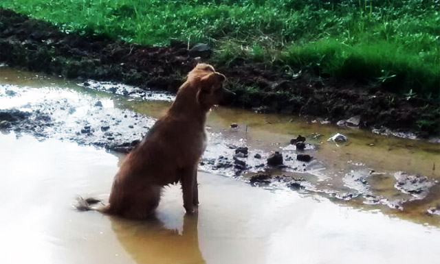 São João na lama em Itaberaba – Jardim das Palmeiras