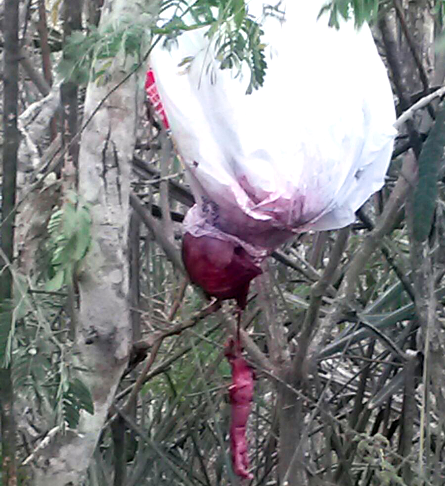 Feto é encontrado no meio do mato em Itaberaba