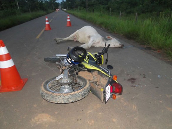 Animal na pista provoca grave acidente em Itaberaba Imagem Ilustrativa
