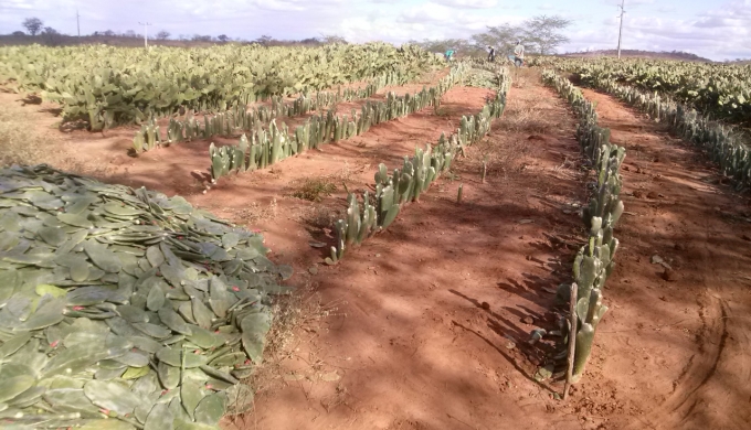 Agricultores de Itaberaba recebem 600 mil mudas de palma