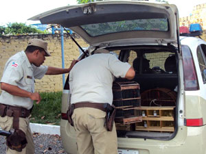 Mais de 200 pássaros silvestres são apreendidos em Santo Estevão