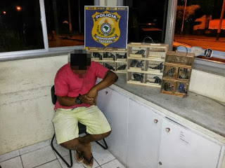 Pássaros silvestres são apreendidos em Itaberaba