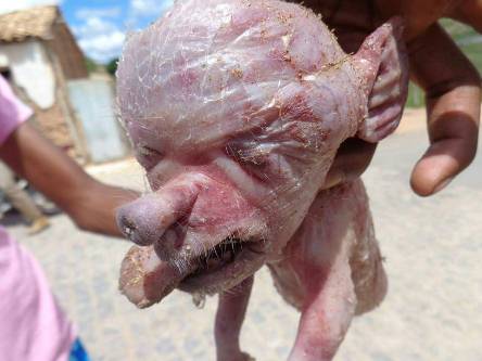 Porco nasce com cara de gente em Ruy Barbosa. Dizem moradores
